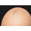 MEINL Sonic Energy Wave Drum 22" - Walnut Brown